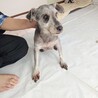 ミニチュアシュナウザー メス♀　8歳 サムネイル2