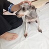 ミニチュアシュナウザー メス♀　8歳 サムネイル3