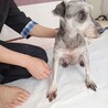ミニチュアシュナウザー メス♀　8歳 サムネイル4