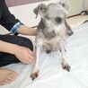 ミニチュアシュナウザー メス♀　8歳 サムネイル5