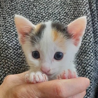 4兄弟　セナちゃん