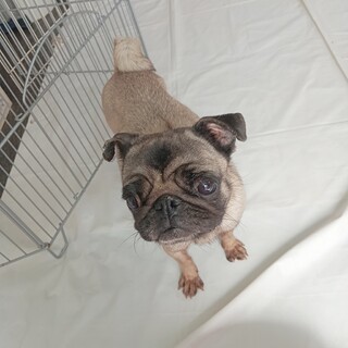 パグ　女の子♀　5歳