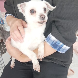 マルチーズ　女の子♀　7歳