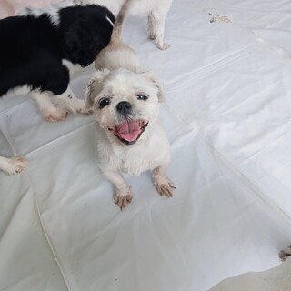 シー・ズー　女の子♀　9歳