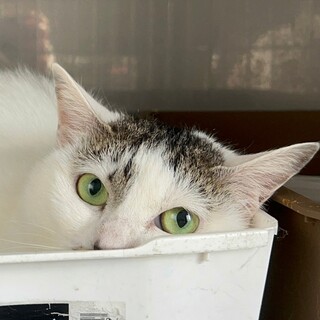 前髪が可愛すぎる白キジのクルリちゃん