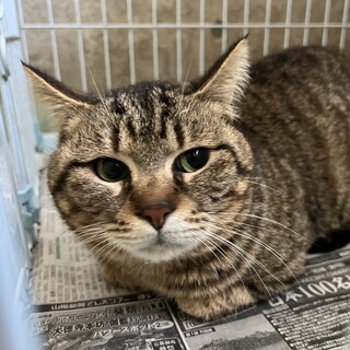 ぽってり可愛いキジトラのブリーチくん