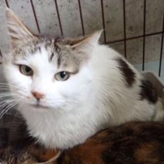 一重美人♡白キジのほなみちゃん