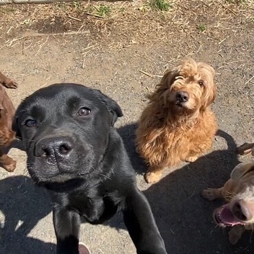 左から　イヴ、アンディー、アリス、アナ