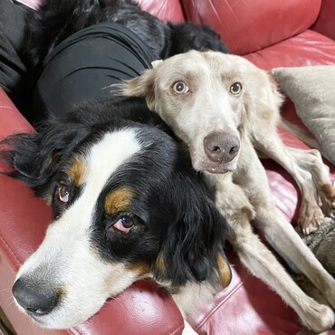 同級生(2017年生)の女子2人　イリーナ(バーニーズ)＆アナ(ワイマラナー)