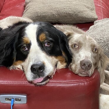 同級生(2017年生)の女子2人　イリーナ(バーニーズ)＆アナ(ワイマラナー)