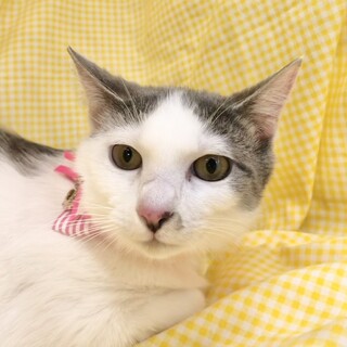 【7/21東銀座】風花ちゃん★9ヵ月♪