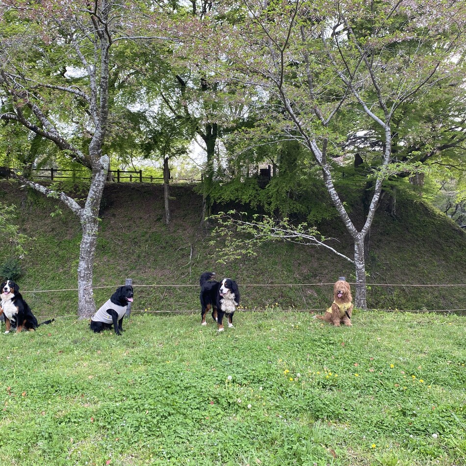 アリスのカバー写真