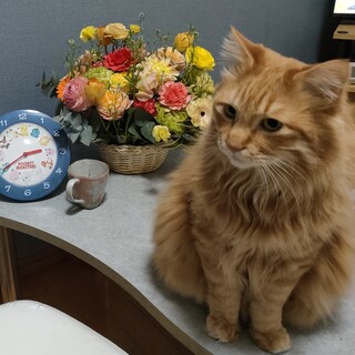 イケメンの元気な6歳の子