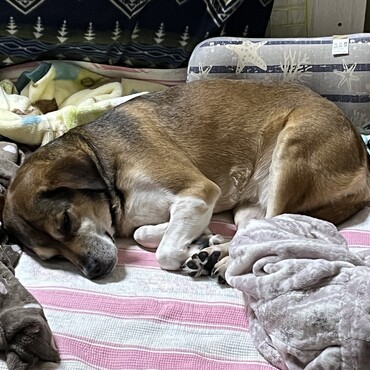 仔犬のような感じですね！30kg近くあるけど笑