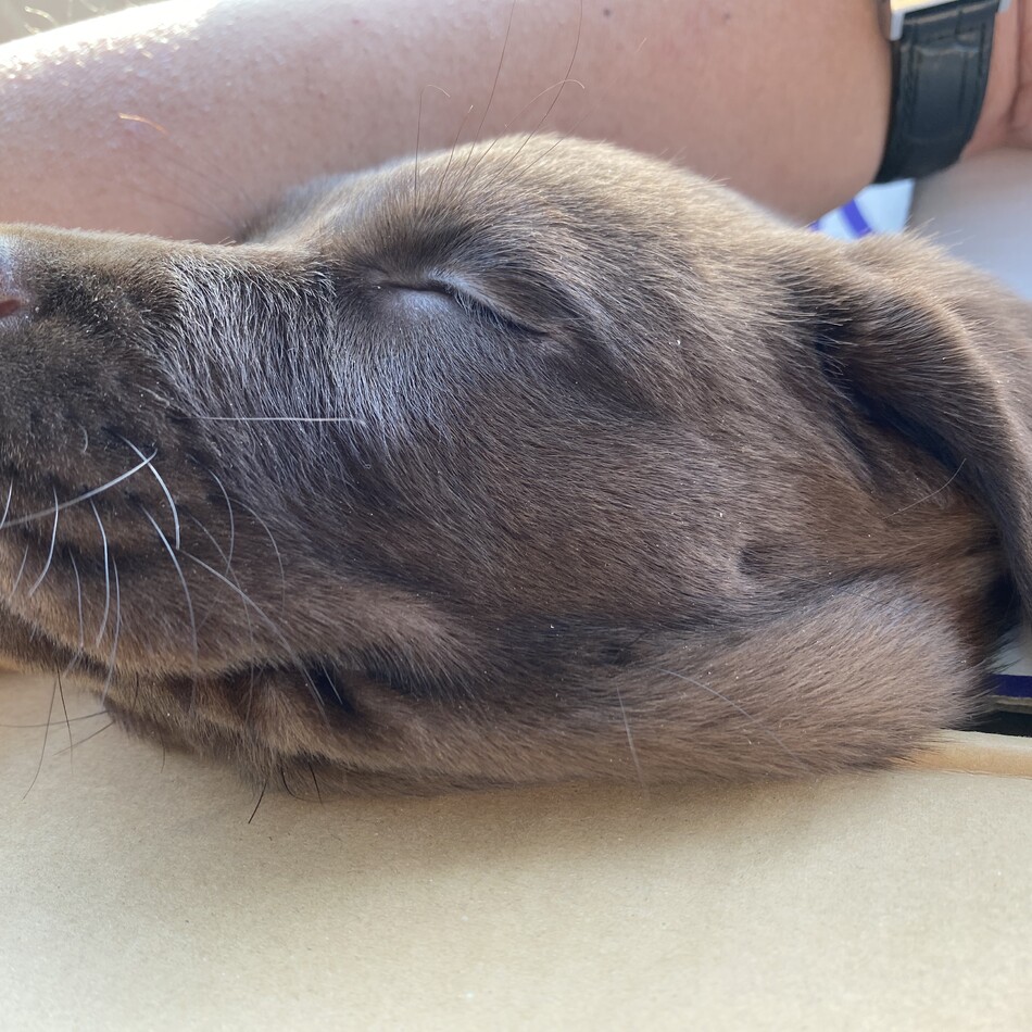 ベアトリスのカバー写真