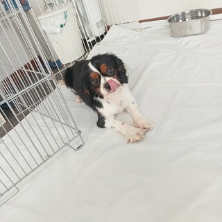 キャバリア　女の子♀　3歳