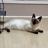 シャムミックス　子猫　譲渡会参加 サムネイル1