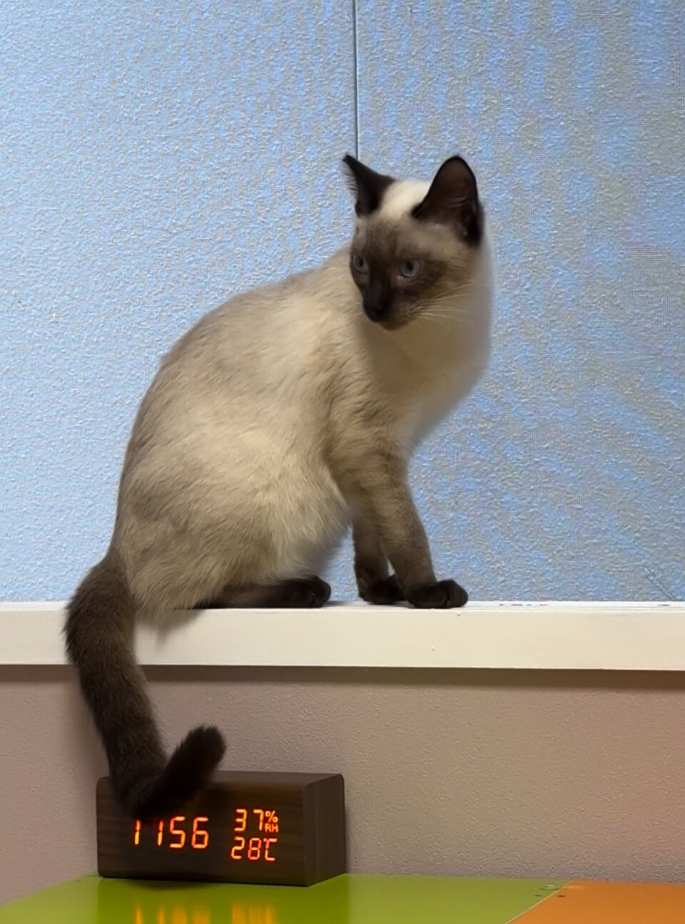 シャムミックス　子猫　譲渡会参加 サムネイル2