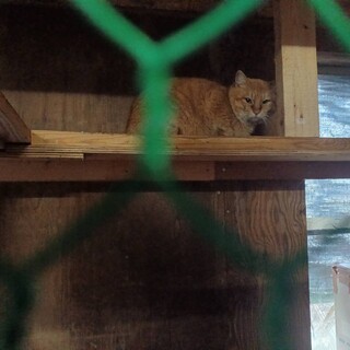 全く人馴れしていない茶トラくんとヨモギくん