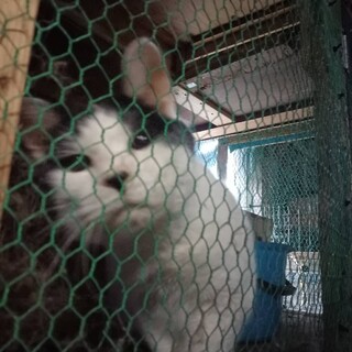 短い尾のパンダ男のこ