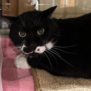 11歳猫　男前のらくろ模様　性格良し