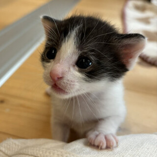 うるうるお目目が可愛いはっちゃん
