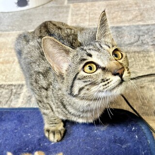 遊び好きなベンガル風模様のハーバー君べたなれ