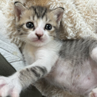  甘えん坊で人が好きなナナちゃん