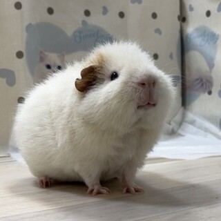 【再募集】モルモット 男の子