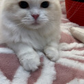 里親募集中　商談中スコティッシュフォールド　女の子
