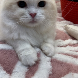 里親募集中　商談中スコティッシュフォールド　女の子