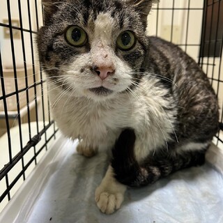 板橋で緊急保護！ヨタヨタしてた腎不全のシニア猫