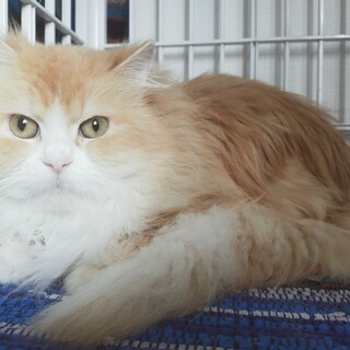 顔立ち綺麗な男の子♂︎