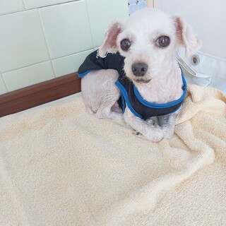 トイプードル　女の子♀　7歳