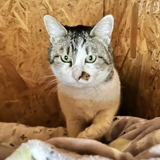 ご高齢の方の一匹飼いに。丸っこくて人なれ抜群3歳♀