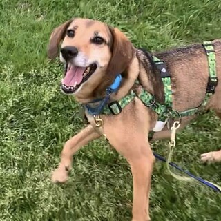 お散歩大好き！ビーグルMIX系の男の子！