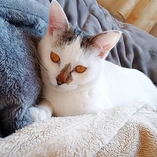 オデコとお鼻がかわいい★ハナちゃん