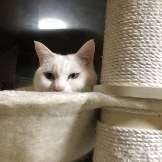 きれいな白猫ちゃんです。