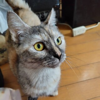 石川県より保護マンチカン♀明るく甘えん坊さん