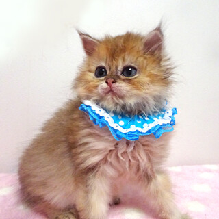 なれなれ♪フワフワ長毛茶★チロくん２ヵ月