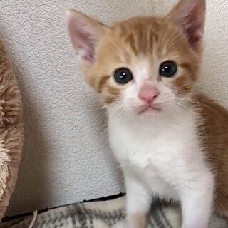 人懐こくて甘えん坊の茶白の王子カイ君