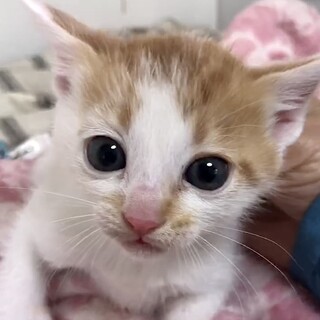 人が大好きでとても懐っこい茶白のキイ君