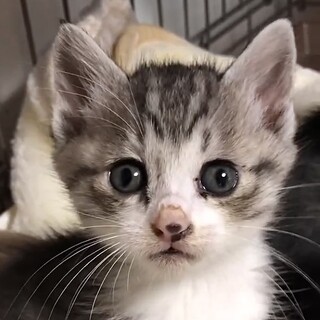 授乳から育てた人懐こくて甘えん坊さあ君