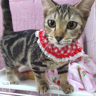 デレデレ甘えた小柄マンチカン♪アンちゃん ６ヵ月