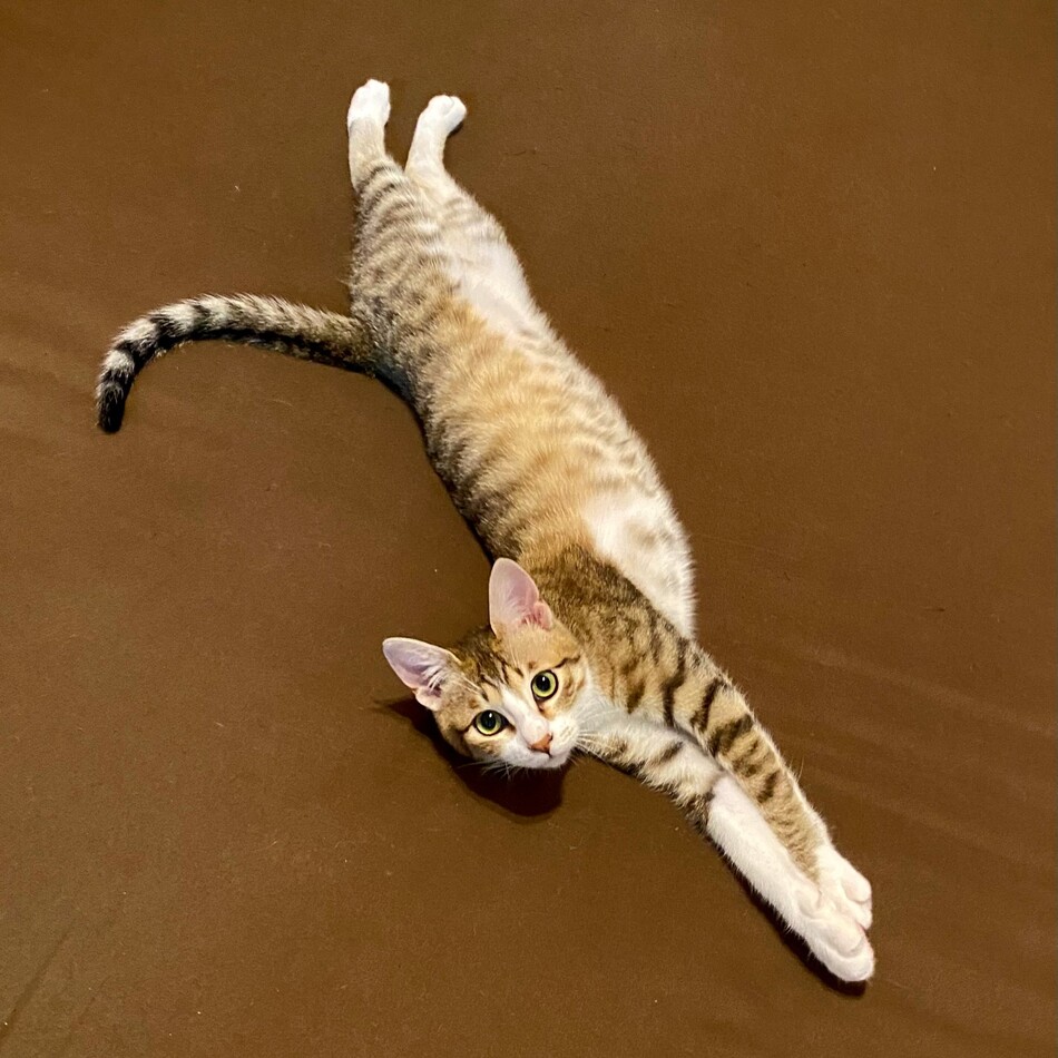 虎徹のカバー写真