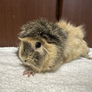 ★里親決定★巻毛モルモット★メス2匹★3歳&2歳★