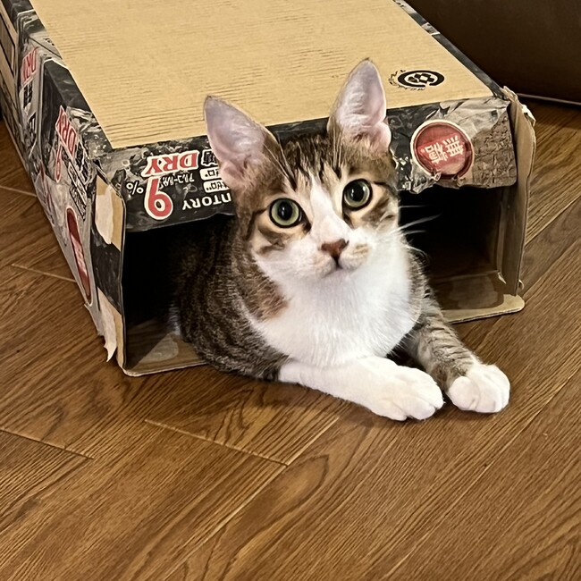 かぐやままのカバー写真