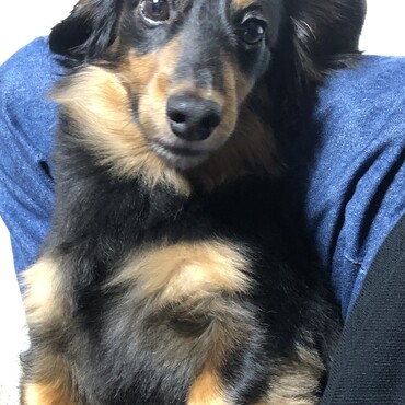 あぐら枕の中で