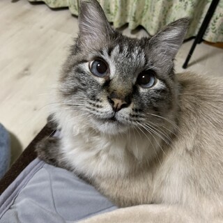 ずっとのおうちができました