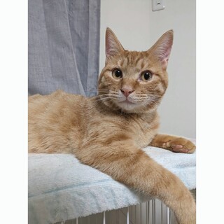 茶トラのつくしくん